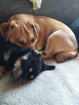 Dackelmix "Michel" sucht ein Zuhause Bild 6