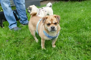 Dackelmix "Michel" sucht ein Zuhause Bild 4