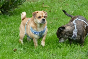 Dackelmix "Michel" sucht ein Zuhause Bild 2