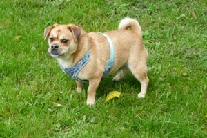 Dackelmix "Michel" sucht ein Zuhause Bild 7