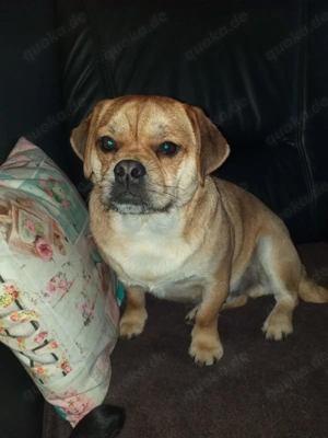 Dackelmix "Michel" sucht ein Zuhause Bild 8