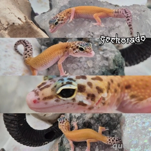 Leopardgecko Baby - Raptor