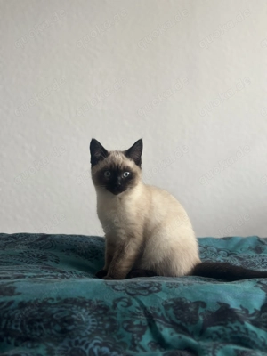 Reinrassige Siam Kitten Junge Seal Point  Bild 2