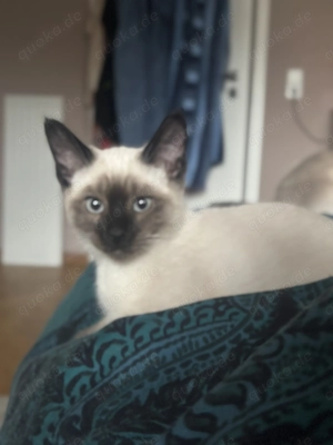 Reinrassige Siam Kitten Junge Seal Point  Bild 3
