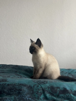 Reinrassige Siam Kitten Junge Seal Point  Bild 6