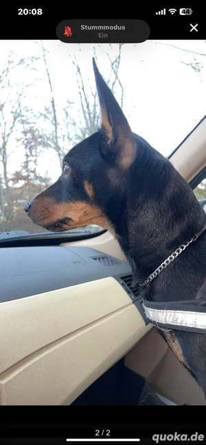 Deckrüde Rehpinscher Zwergpinscher Bild 2