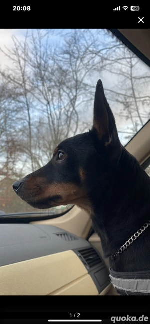 Deckrüde Rehpinscher Zwergpinscher