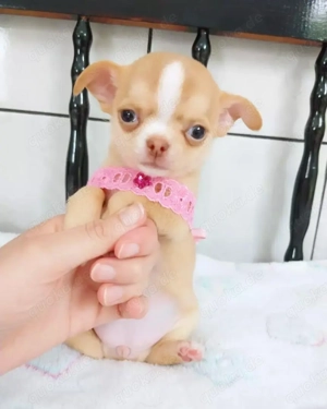 Entzückende Chihuahua-Welpen. 