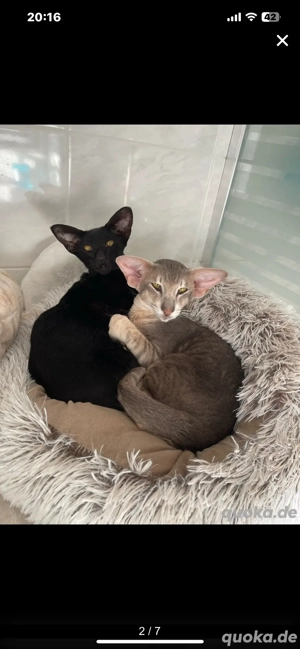 Deckkater OKH Extremal Orientalisch Kurzhaar Extrem Typ Bild 3