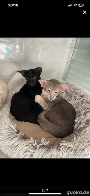 Deckkater OKH Extremal Orientalisch Kurzhaar Extrem Typ Bild 4