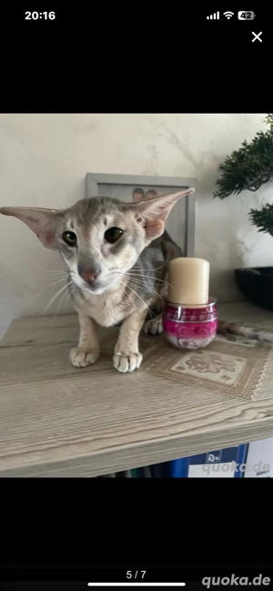 Deckkater OKH Extremal Orientalisch Kurzhaar Extrem Typ Bild 2