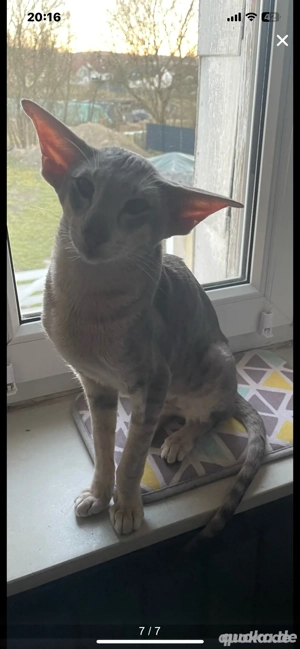 Deckkater OKH Extremal Orientalisch Kurzhaar Extrem Typ Bild 5