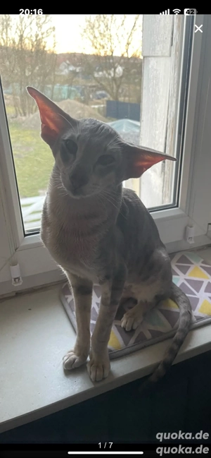 Deckkater OKH Extremal Orientalisch Kurzhaar Extrem Typ