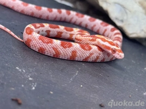 Kornnatter Jungtiere Mimosa Linie