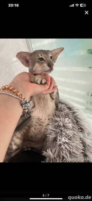 Deckkater OKH Extremal Orientalisch Kurzhaar Extrem Typ Bild 7