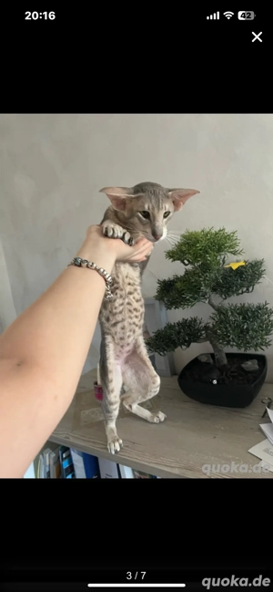 Deckkater OKH Extremal Orientalisch Kurzhaar Extrem Typ Bild 6