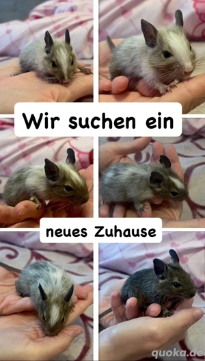 Junge Degus