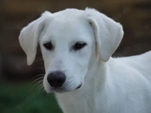 Cico sucht sein Zuhause