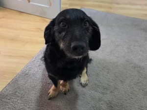 Thora sucht ihr Zuhause