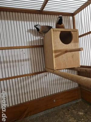 suche Gürtelamadinen Gürtelgrasfinken 