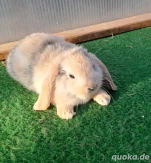 Minilop Mini lop Zwergwidder 