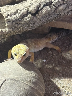 Leopardgecko 0.1 Female