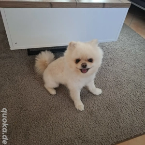 Pomeranian Zwergspitz