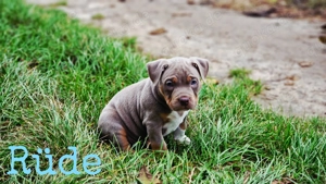 American Bully Pocket Welpen
