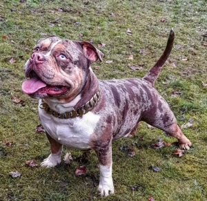 Wunderschöner American Bully Deckrüde der Extraklasse!!
