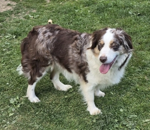 Australian Shepherd Hündin