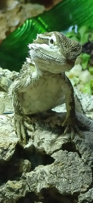 Wunderschöne männliche Zwergbartagame Pogona henrylawsoni 4 Monate jung