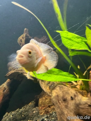 Farbenprächtige Pfauenaugenbuntbarsche in verschiedenen Varianten   12er Gruppe