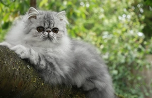 Perserkitten mit Stammbaum sucht liebevolles Zuhause