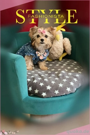 Yorkshire Terrier Mini "Groß17cm"