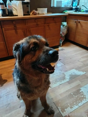 Schäferhund und Labrador zu verkaufen 