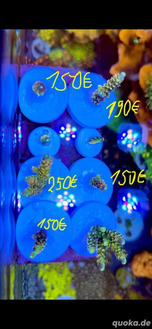 *****Neue Ableger*******Big R Walt Disney Acropora 