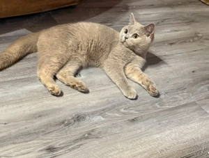 BKH Kitten 20 Wochen suchen W+M