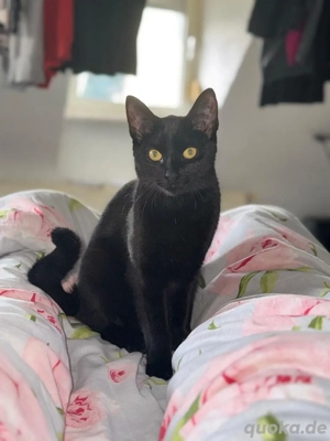 Zuhause für Hazel gesucht 