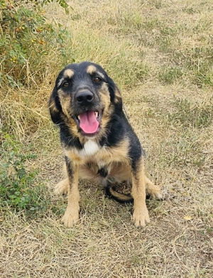 Moritz ein freundlicher Rüde