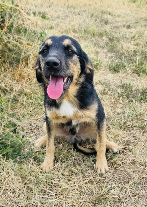 Moritz ein freundlicher Rüde 