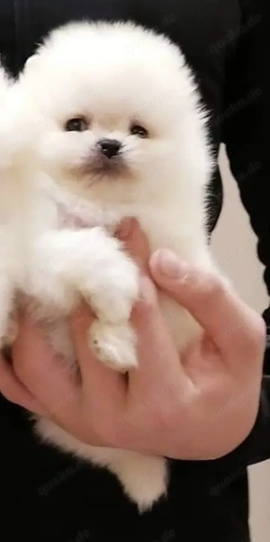 Super süßer Pomerianan Welpe