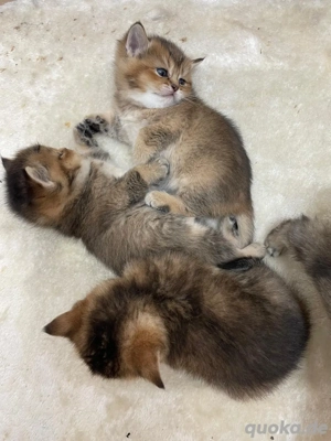  BKH u. BLH Kitten mit Stammbaum!