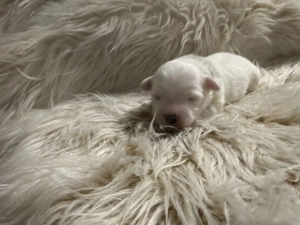 Malteser Bichon Frisé Welpen