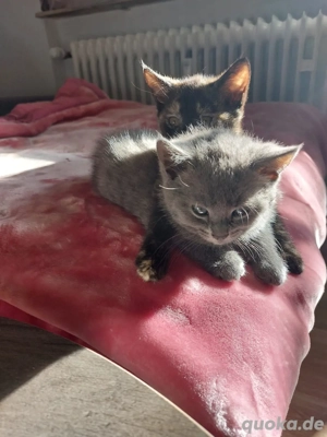 bkh katzenbaby kater 4 monate