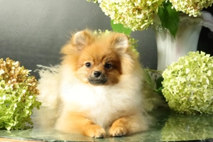 Deutscher Zwergspitz Pomeranian Welpe (Rüde) zu verkaufen Bild 7