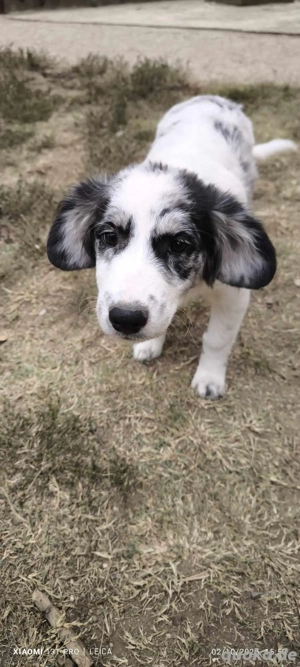 Hütehundemädchen Malou