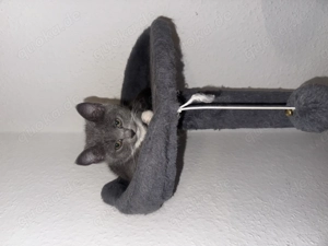 Ich möchte meine 2 Bkh katzen abgeben 