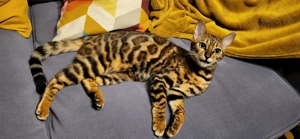 1 jährige bengalin sucht für Immer-Zu-Hause 