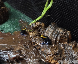 0.0.5 Dendrobates tinctorius Lorenzo 