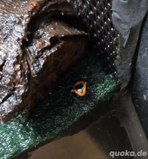 0.0.5 Ranitomeya fantastica Alto Cainarachi 